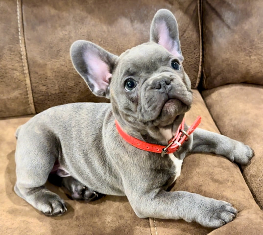 French Bulldog – French Bulldog