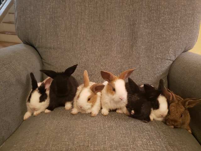 bunnies