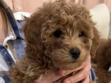 Goldendoodle – Golden doodle – Glenview