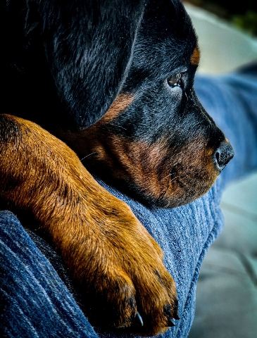 Rottweiler – 10 month old rottweiler pup