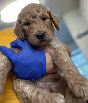 Golden Retriever – golden doodles