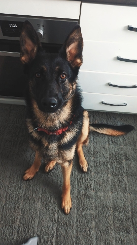 German Shepherd – 1 year old German shepherd