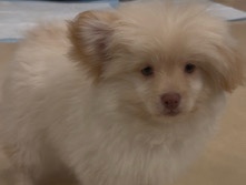 Pomeranian – Pomeranian Yorkie male puppie – Escondido