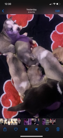 Siberian Husky – Siberian husky puppies