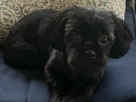 Shih Tzu – Friendly Shih Tzu for Sale – 1 1/2 Years Old – Spring Hill