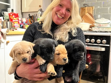 Labrador Retriever – Labrador Puppies for sale