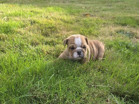 Bulldog – Zues – Arlington