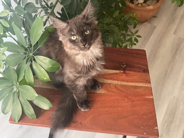 Maine Coon – Pure breed Maine **** kittens – New York