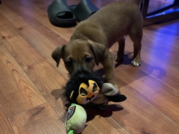 Jack Russel jagd ter mix 