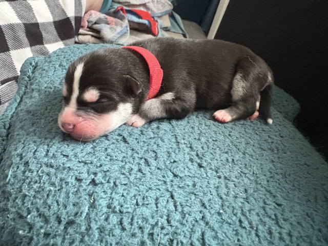 Siberian Husky – Siberian Husky (Male) – Coram