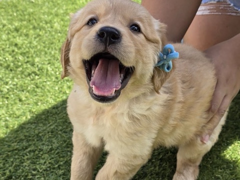 Golden Retriever – Beautiful female golden retriever puppies – Lauderdale Lakes