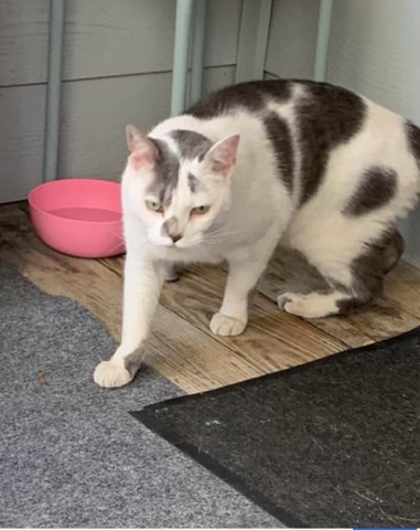 American Wirehair – male cat