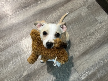 Jack Russell Terrier – Trying to rehome puppy Ren!! – Hanover