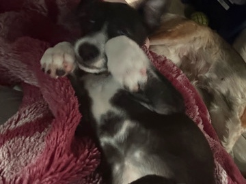 Mixed Breed – 3 month old Aussie/Mini Italian greyhound – Southaven