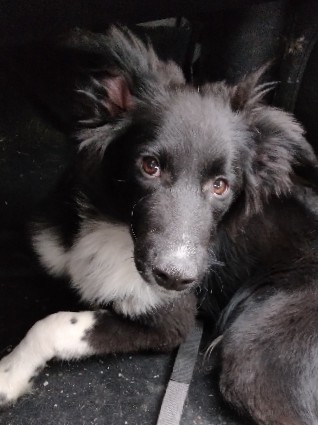 English Shepherd – English shepherd pure breed