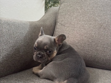 French Bulldog – French Bulldogs – Orlando