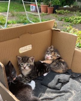 lovely kittens for sale