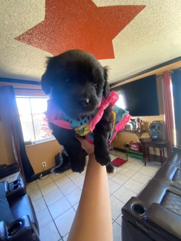 multipoo