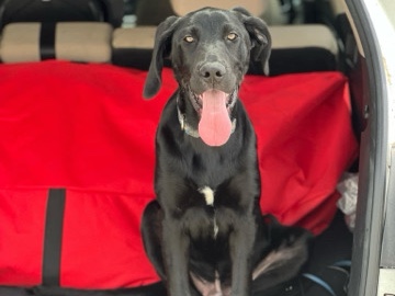 Labrador Retriever – Teddy