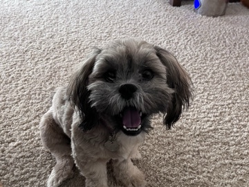 Shih Tzu – Adorable Shih Tzu Puppy – 6 1/2 Months Old – Fountain