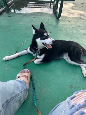 Siberian Husky – selling my husky