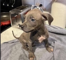 American Pit Bull Terrier – puppy pitbull