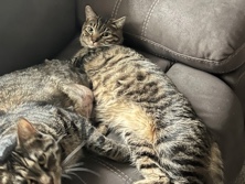 American Shorthair – Cuddly Male – Zephyrhills