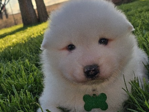 Samoyed – Samoyed – Itasca