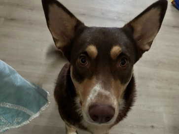 German Shepherd – Free German Shepherd Mix – Haltom City
