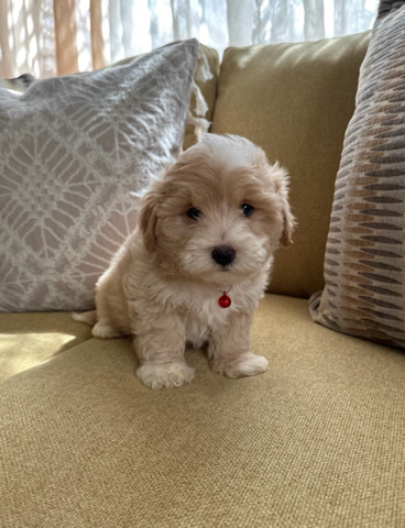 Poodle – Maltipoo Puppy