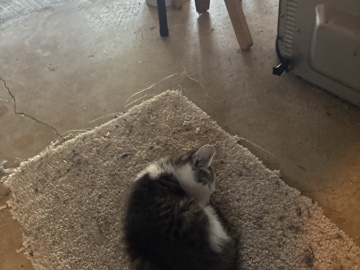 kittens and cats – Pacific
