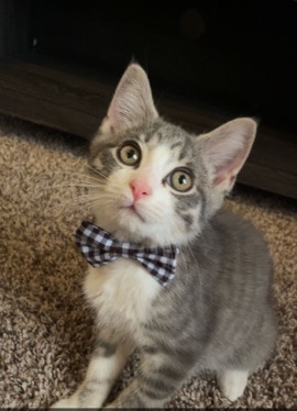 Russian White, Black and Tabby – Cat