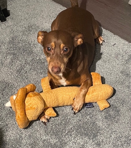 Miniature Pinscher – Halo Hazel Jack
