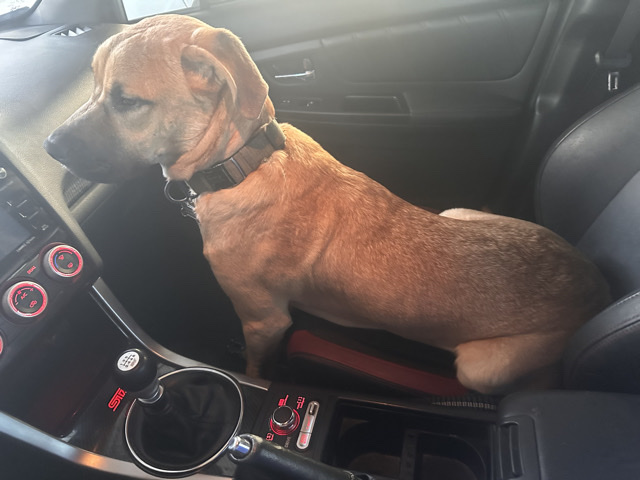 American Staffordshire Terrier – Ace – Sacramento
