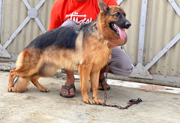 German Shepherd – German