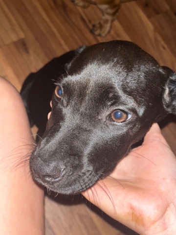 Labrador Retriever – re-homing lab mixed puppy