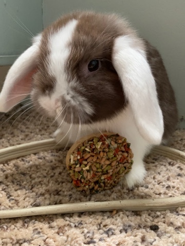 Holland Lop – Male bunny!