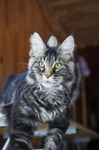 Maine Coon – Mainecoon female