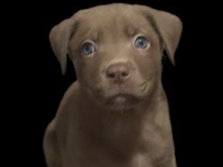 American Staffordshire Terrier – I’m Perfect For You – Vancouver