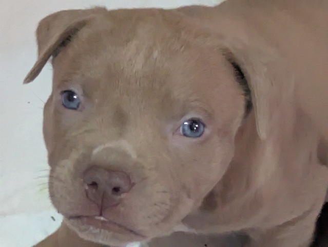 American Pit Bull Terrier – blue nose american pitbull – Edmonds