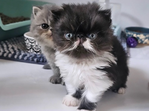 Persian (Modern) – persian cat adult – Chantilly