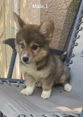 Pembroke Welsh Corgi – Corgi & Husky
