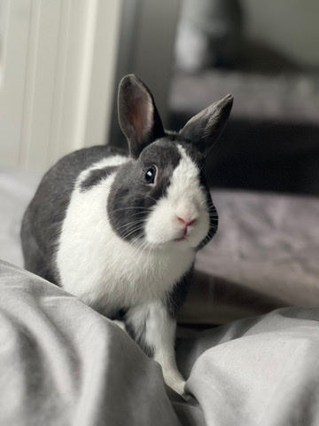 Rex – blue and white rabbit
