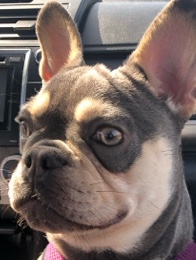 French Bulldog – Frenchie For Sale