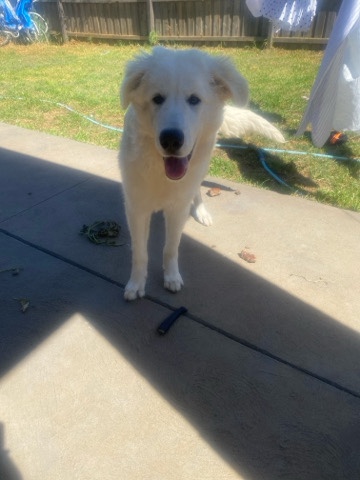 Maremma Sheepdog – marrema puppy