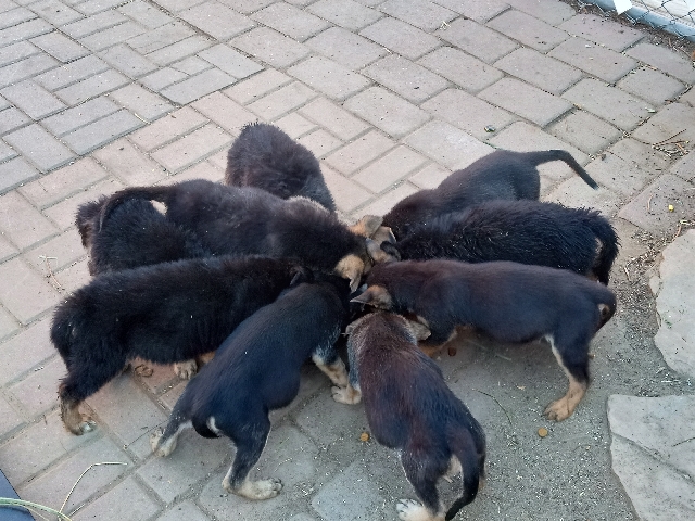 German Shepherd – cheap price