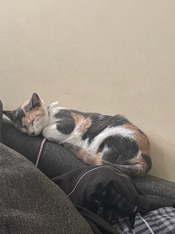 American Shorthair – Calico cat
