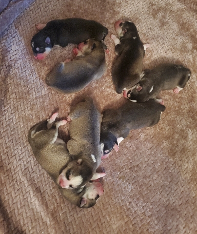 Siberian Husky – husky puppies