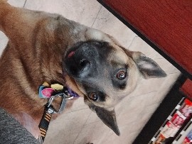 Belgian Shepherd Dog (Malinois) – loving dog looking for new home asap – Lexington