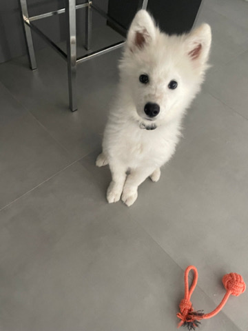 Samoyed – Reinraßiger Samojede
